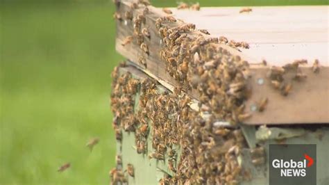 Police warn residents after 5 million bees fall off truck in Burlington